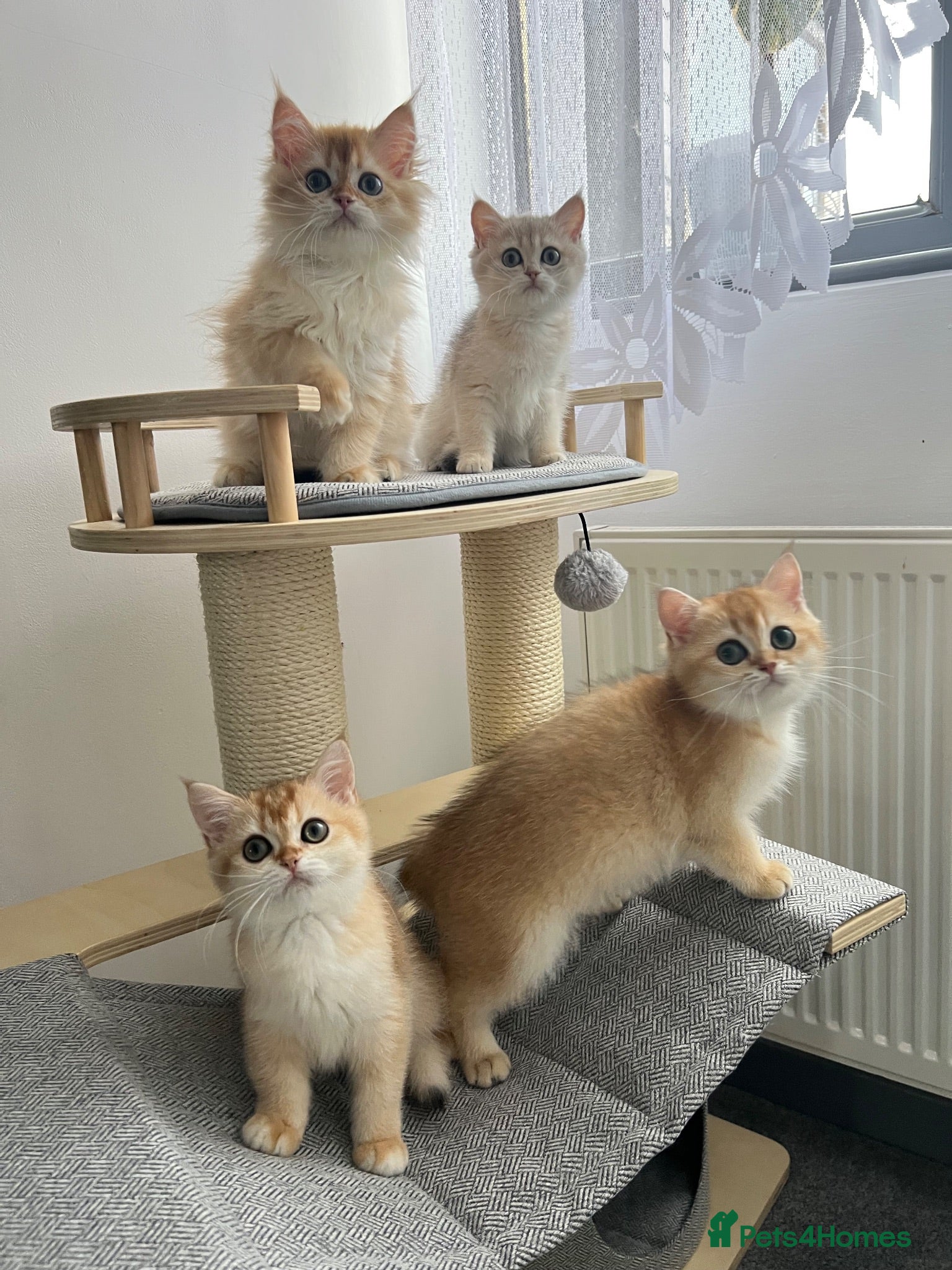 British Shorthair cats Beautiful Golden British Shorthair Kittens - Advert 2