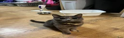 Mixed Breed cats for sale: 4 month old kittens - Advert 7
