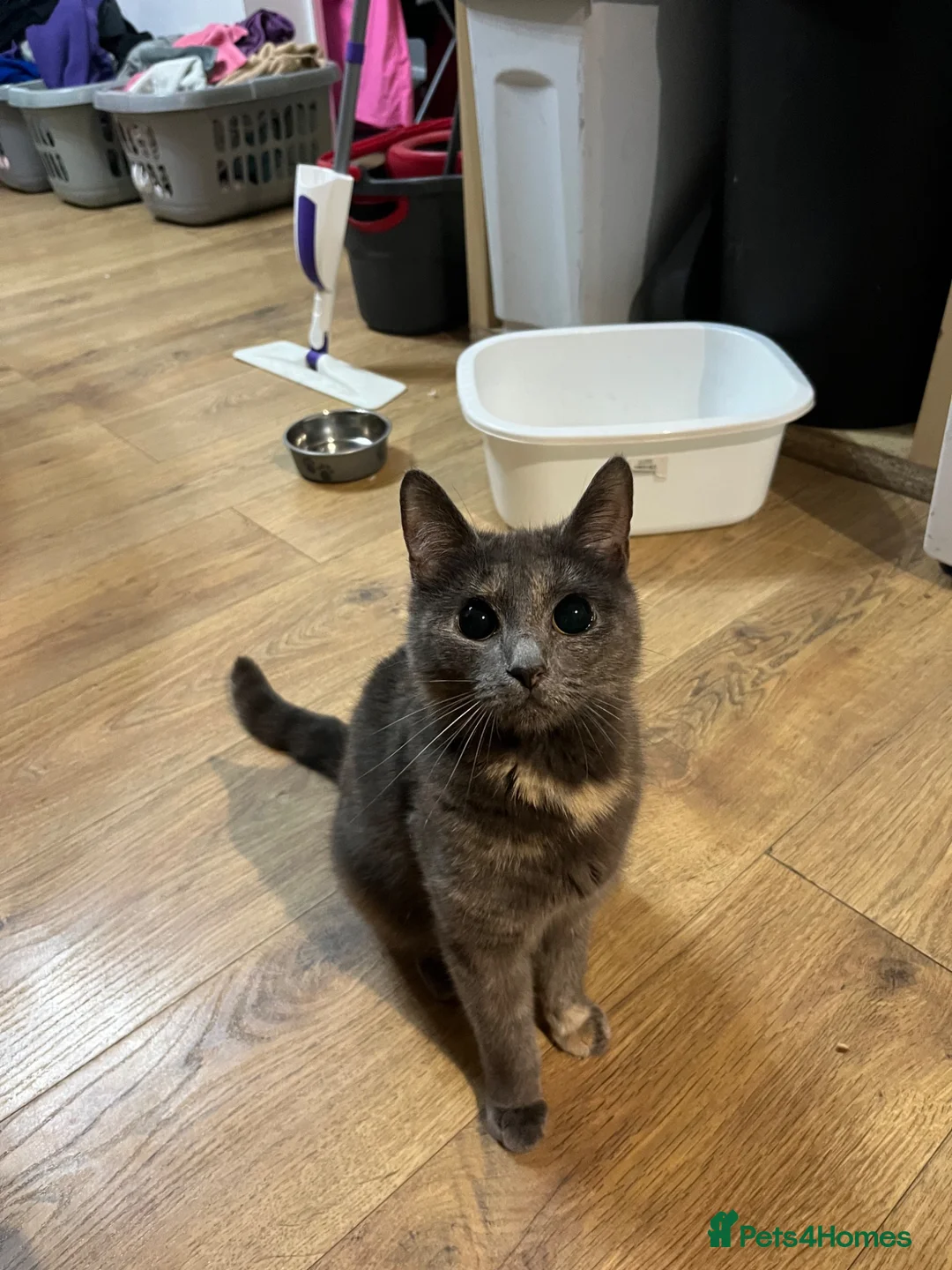 Mixed Breed cats for sale: 4 month old kittens - Advert 7