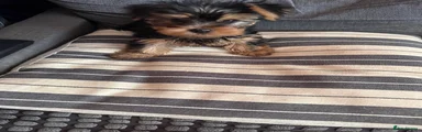 Yorkshire Terrier 1