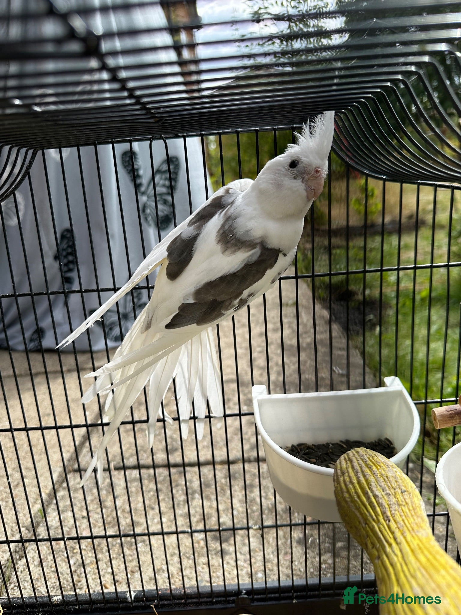 Cockatiels birds  Male Tame cockatiel for sale  - Advert 8