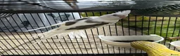 Cockatiels birds for sale:  Male Tame cockatiel for sale  - Advert 1