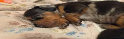 Miniature Dachshund dogs for sale: MINIATURE DACHSHUNDS TO FIND THEIR FOREVER HOME 🏡 - Advert 17