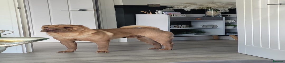 Shar Pei 