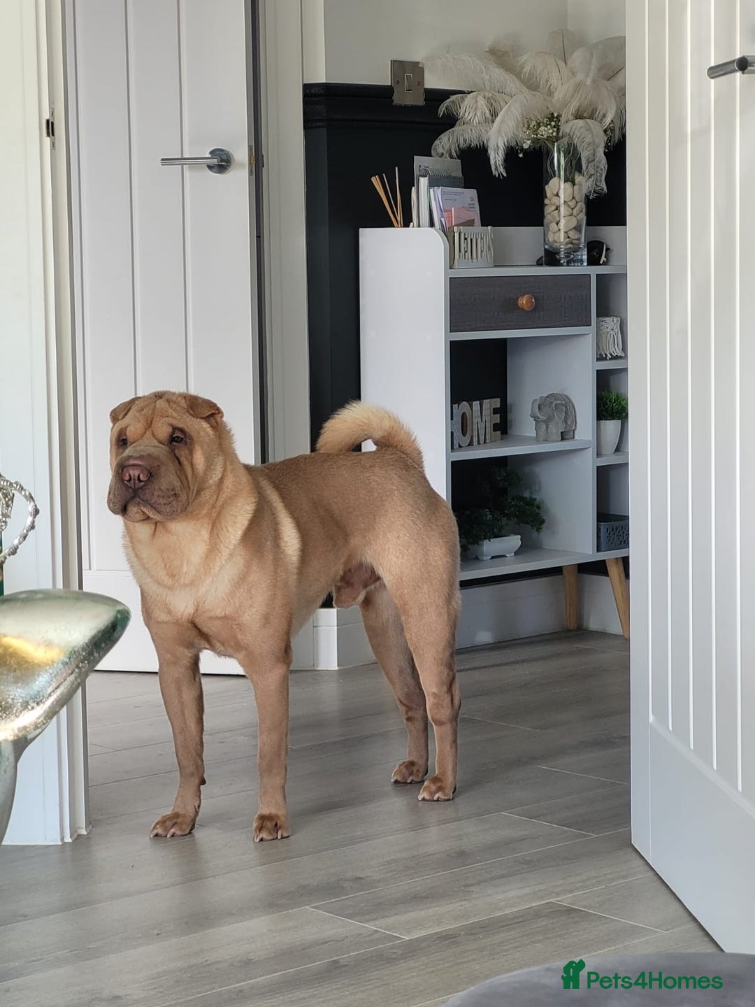 Shar Pei dogs for sale: Shar pei looking for there forever home - Image 4