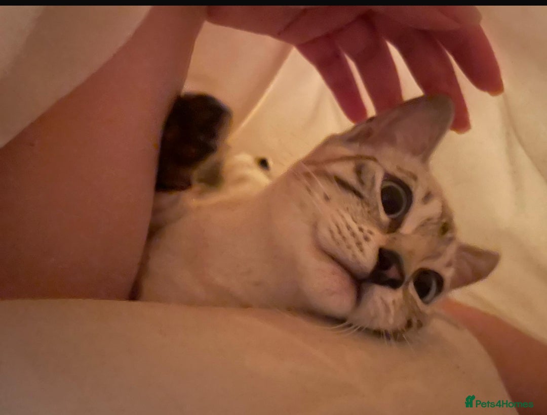 Bengal cats for sale: 🏆🎉New Pedigree Tica Mini Leopards Ready Soon🎉🏆 - Advert 33