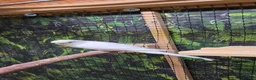 Budgerigars birds for sale: 6 Budgerigars for Sale - Advert 3