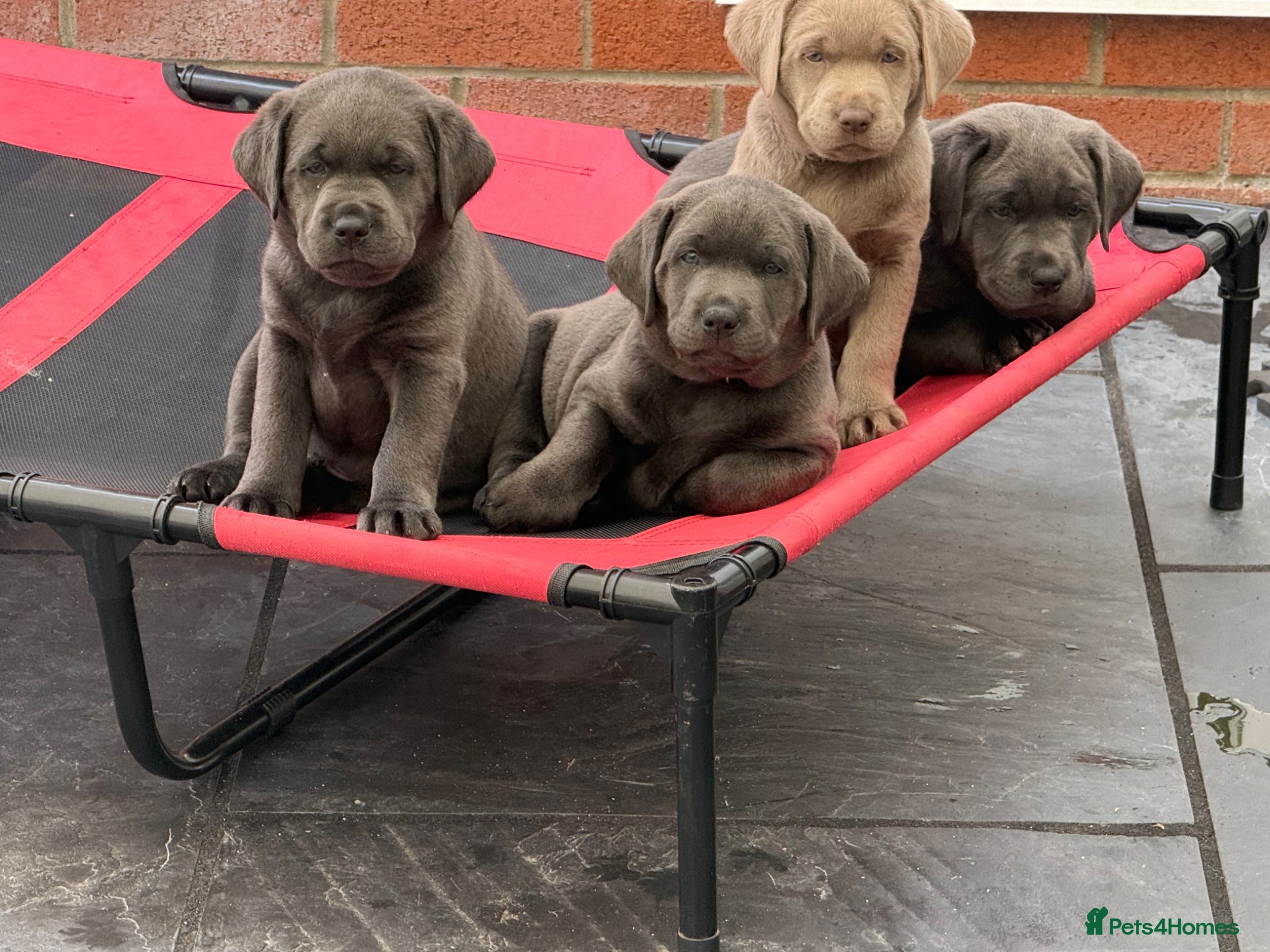 Labrador Retriever dogs READY NOW! LAST FEW BOYS KC Charcoal Labs - Tested - Advert 2