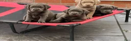Labrador Retriever dogs for sale: READY NOW! LAST FEW BOYS KC Charcoal Labs - Tested - Advert 5