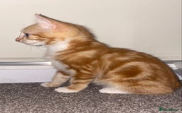 Mixed Breed cats for sale: Cute male ginger kitten - Image 2