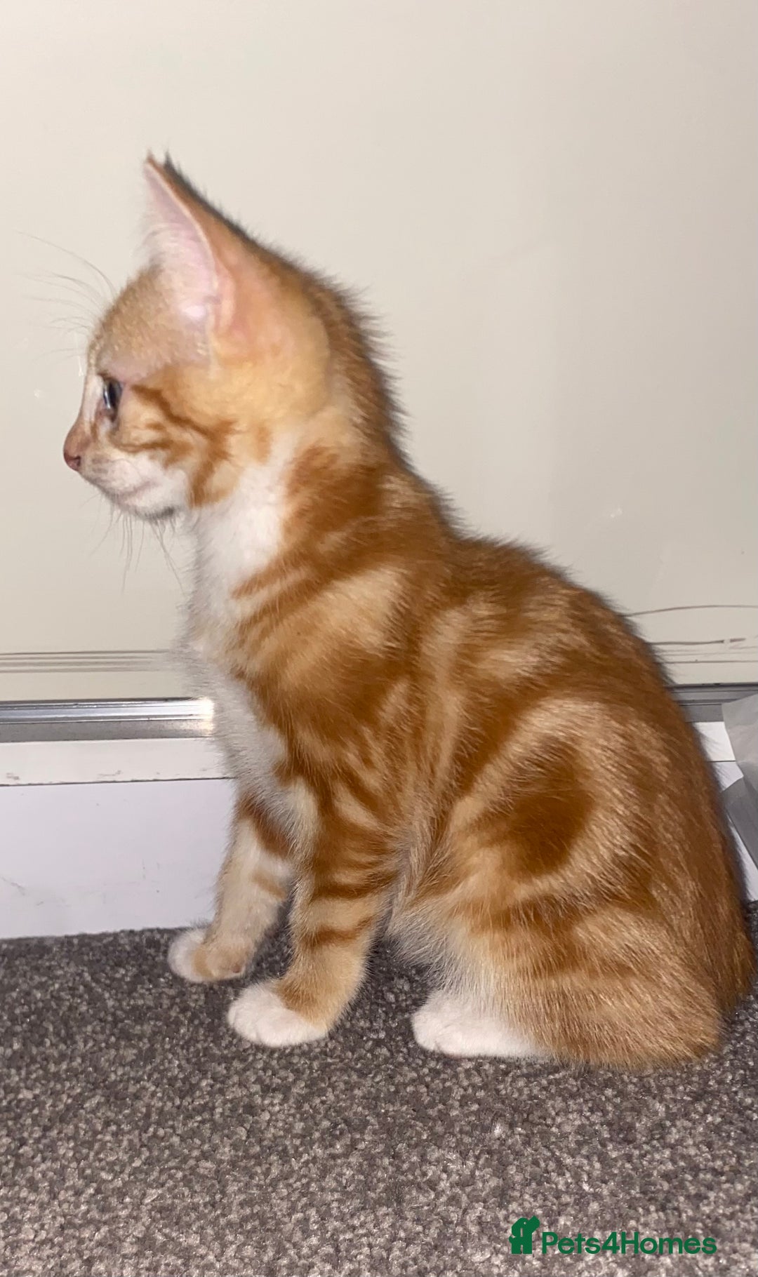 Mixed Breed cats for sale: Cute male ginger kitten - Image 2