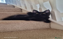 Maine Coon cats for sale: Pure Maine coon - Image 21