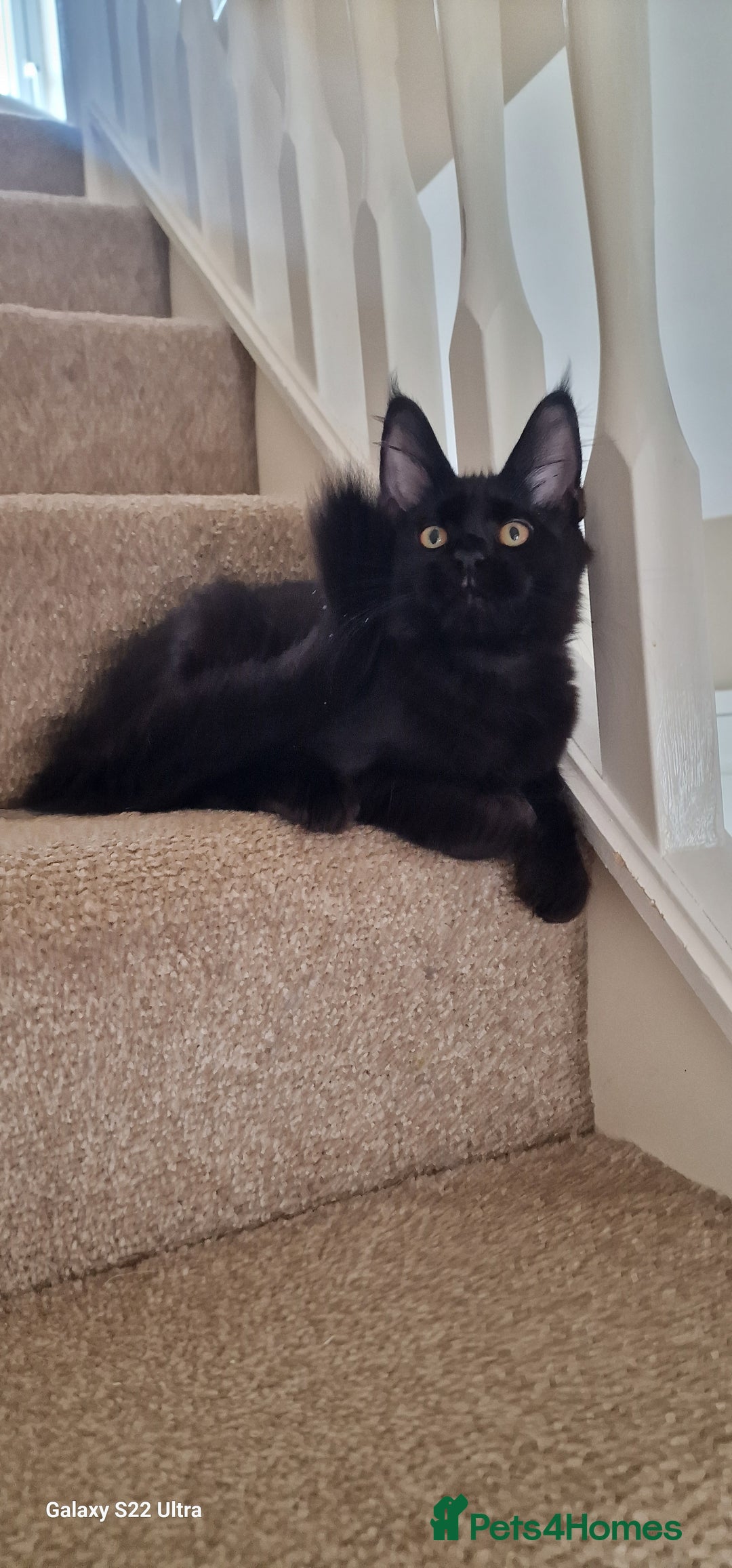 Maine Coon cats for sale: Pure Maine coon - Image 21