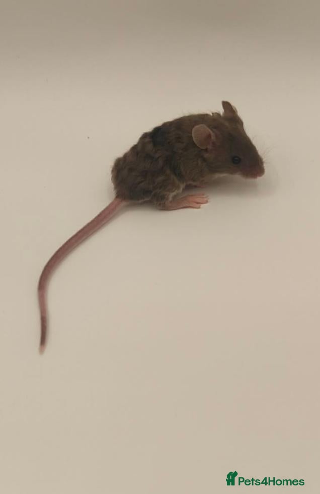 Mouse rodents beautiful friendly mice - Advert 4