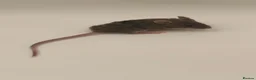 Mouse rodents for sale: beautiful friendly mice - Advert 1