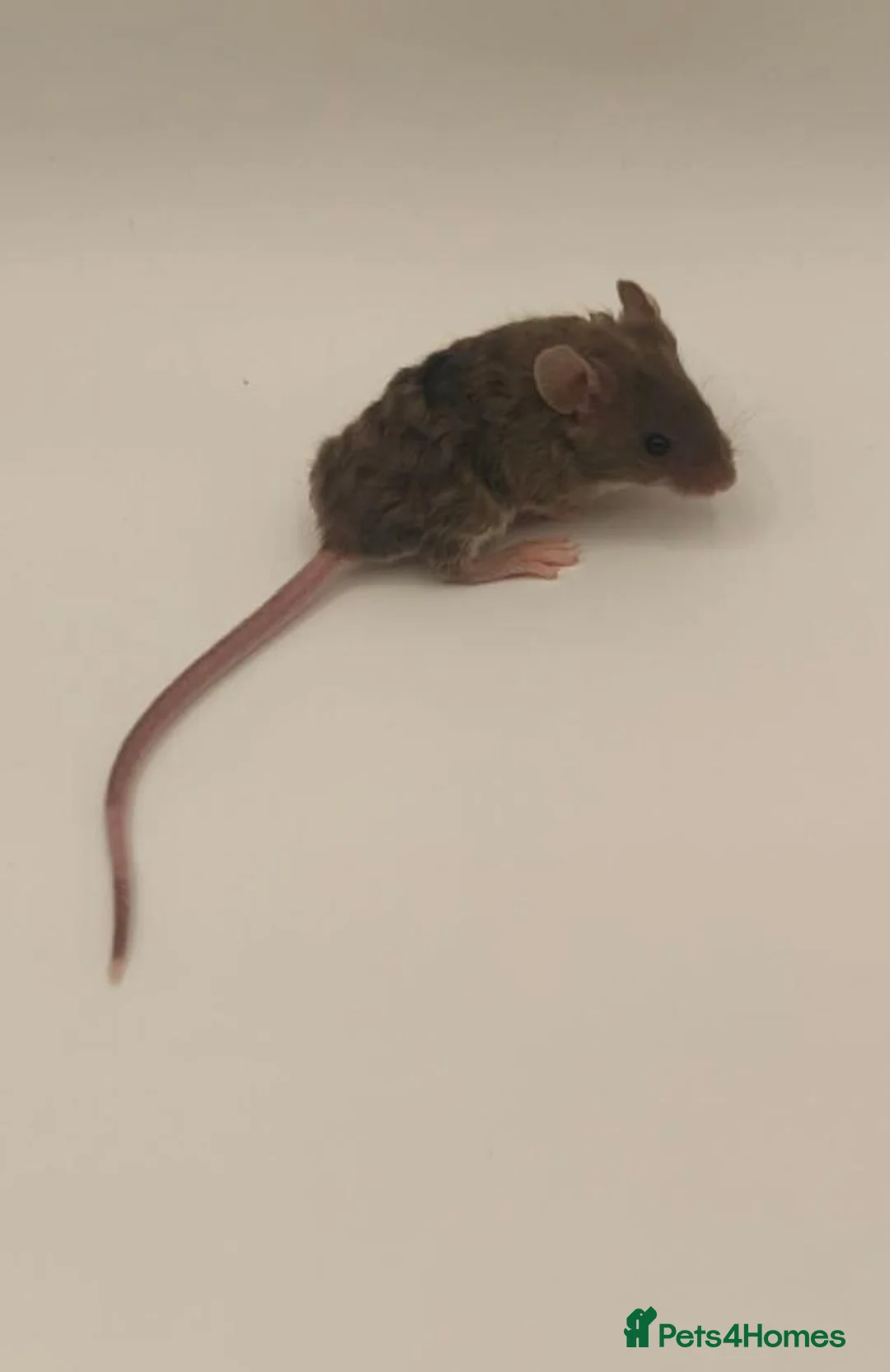 Mouse rodents for sale: beautiful friendly mice - Advert 1