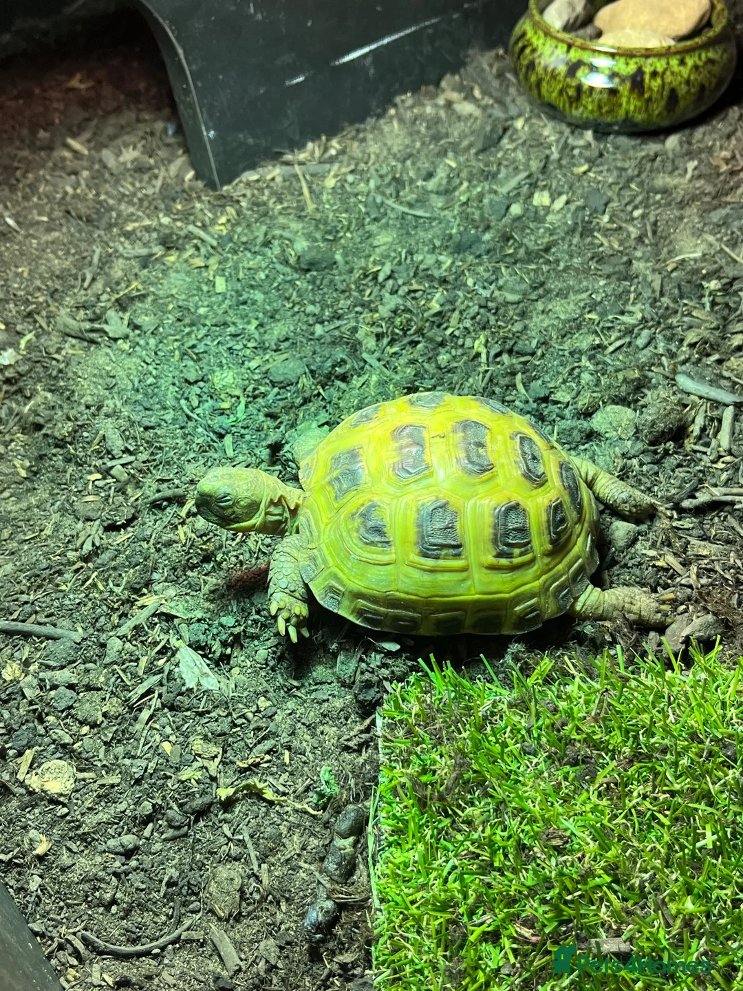 Tortoise reptiles for sale: Horsefield tortoise  in Sheffield - Advert 2