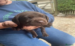 Labrador Retriever dogs for sale: Labrador retriever puppies  - Image 9