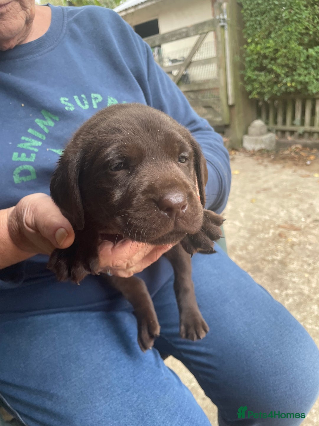 Labrador Retriever dogs for sale: Labrador retriever puppies  - Image 9