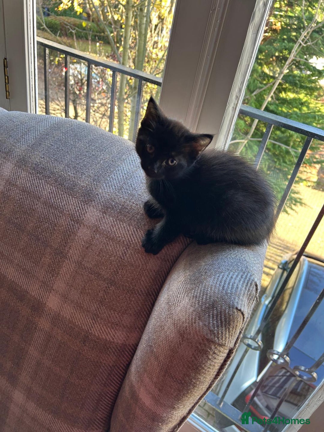 Ragdoll cats for sale:  2half Ragdoll and half domesticshorthair for sale - Advert 16