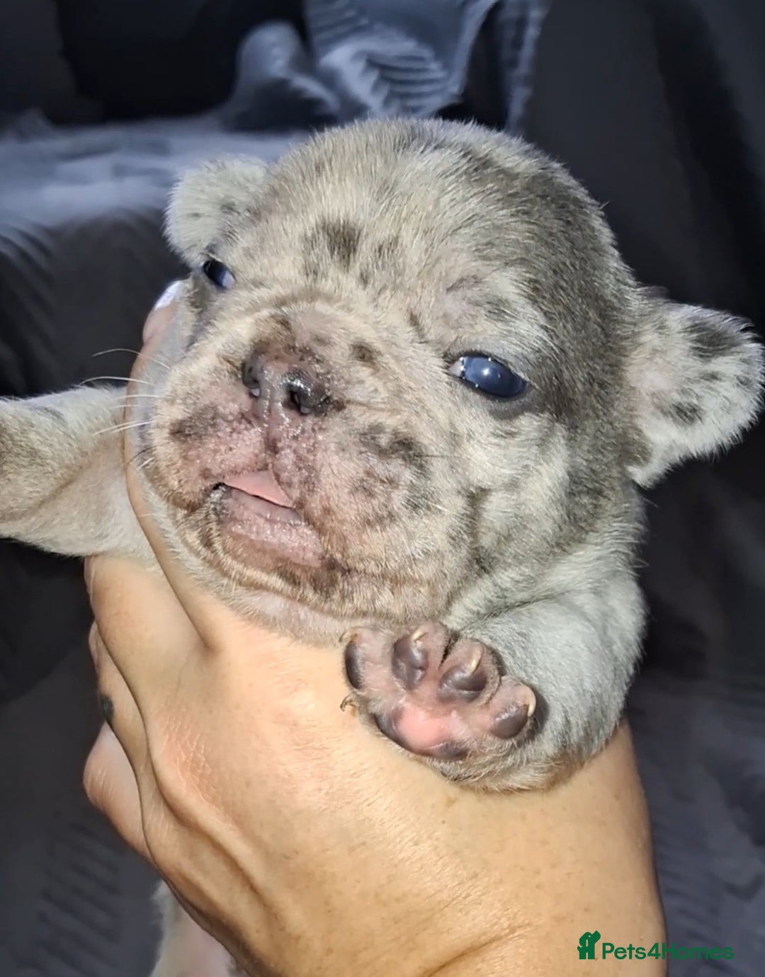 French Bulldog dogs for sale: 8 stunning french bulldogs - Advert 8