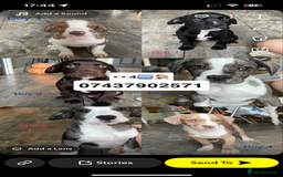 Mixed Breed dogs for sale: Bueatiful exotic Bully X cocker spaniel puppy’s - Image 1