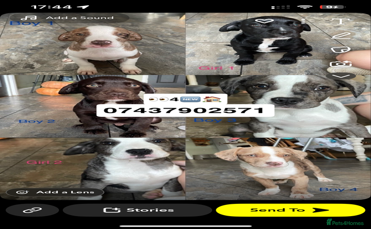 Mixed Breed dogs - Advert 1