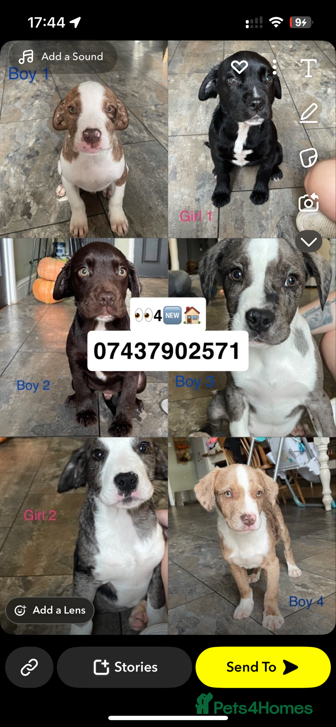 Mixed Breed dogs for sale: Bueatiful exotic Bully X cocker spaniel puppy’s - Image 1
