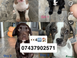 Mixed Breed dogs for sale - Advert 1