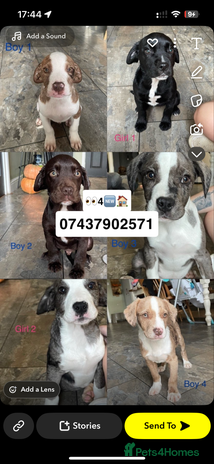 Mixed Breed dogs - Advert 1