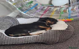 Dachshund dogs for sale: 1 year old male dachshund  - Image 2