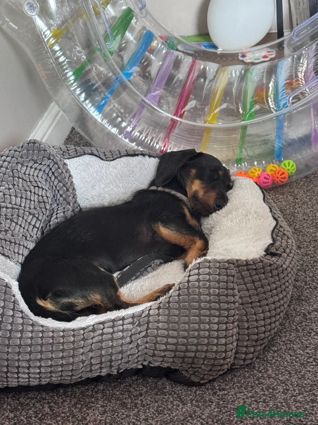 Dachshund dogs for sale: 1 year old male dachshund  - Advert 2