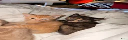 British Shorthair cats for sale: 4 beautiful kittens - Advert 2