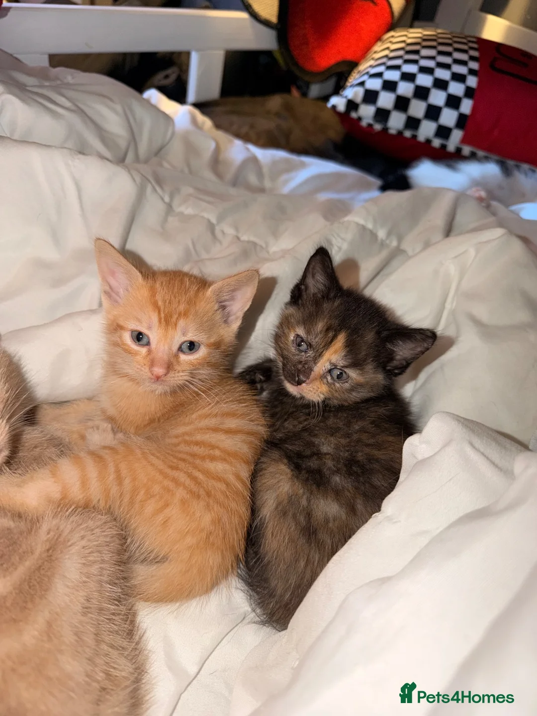 British Shorthair cats for sale: 4 beautiful kittens - Advert 2