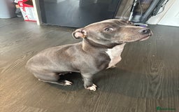 Staffordshire Bull Terrier dogs for sale: Year old female blue staff  - Image 4