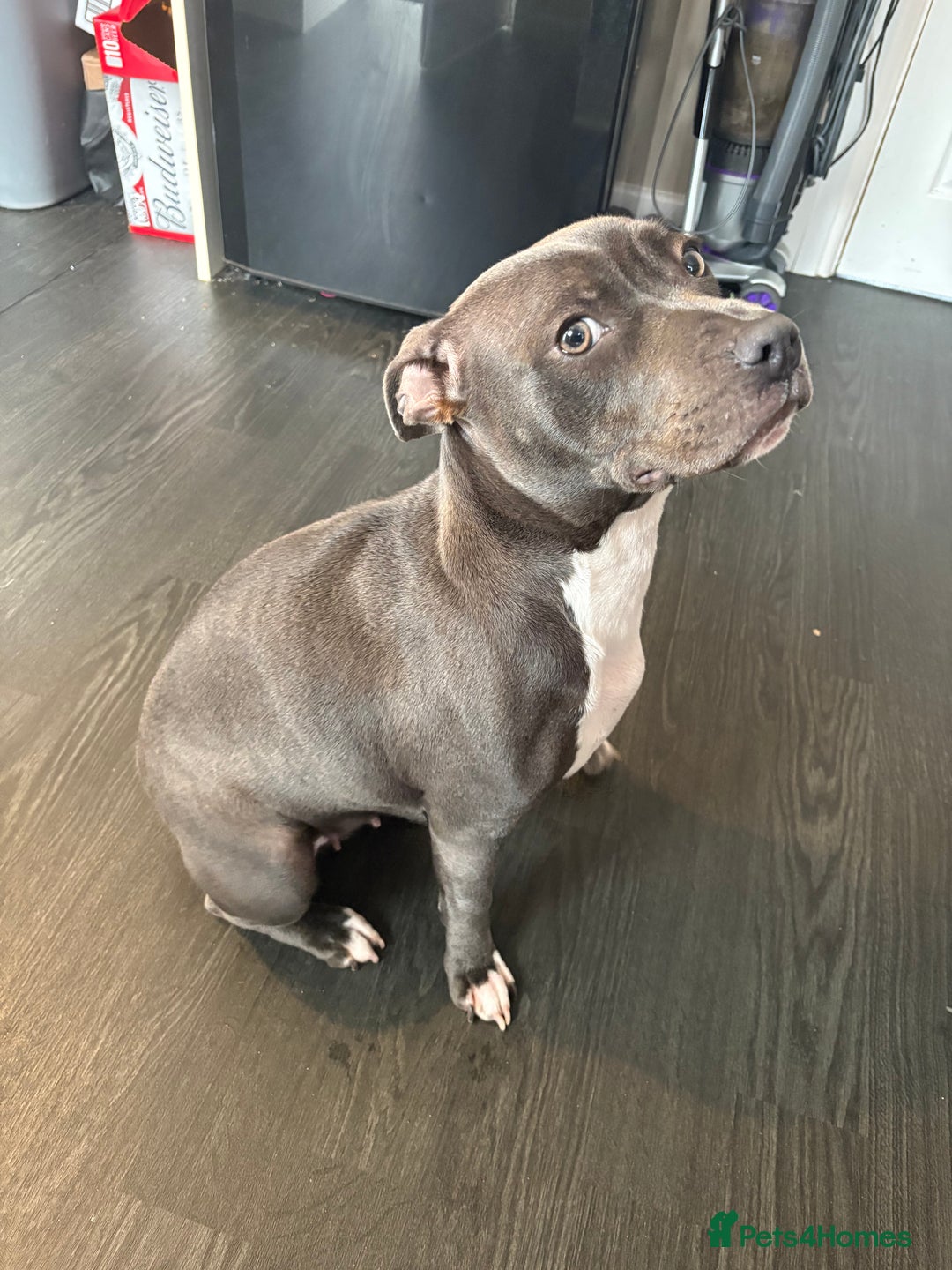 Staffordshire Bull Terrier dogs for sale: Year old female blue staff  - Image 4