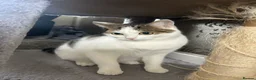 Mixed Breed cats for sale: Mother and daughter  in Brampton - Advert 1