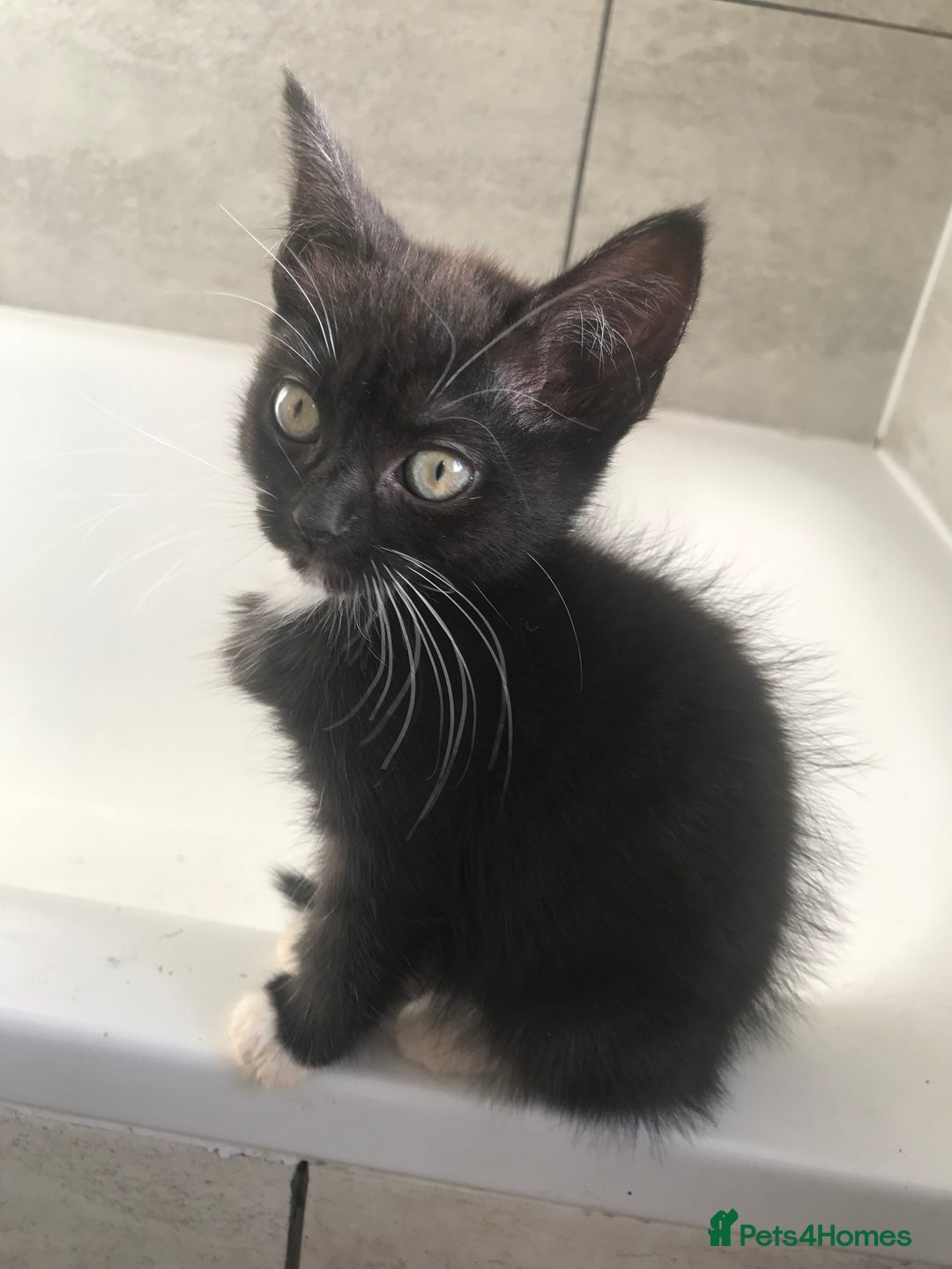 Mixed Breed cats for sale: 2 playful kittens looking for a loving home - Advert 6