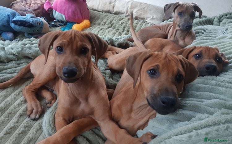 Rhodesian Ridgeback dogs - Advert 6