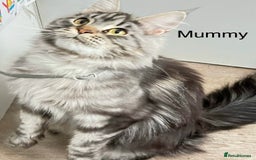 Maine Coon cats for sale: 5 Generation pedigree BLACK SMOKE kittens  - Image 38