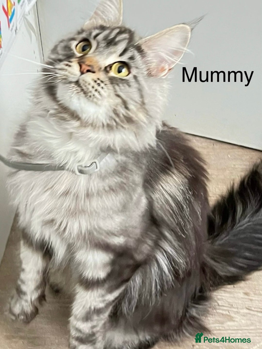 Maine Coon cats for sale: 5 Generation pedigree BLACK SMOKE kittens  - Image 38