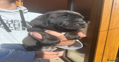 Mixed Breed dogs - Advert 2