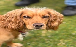 Cocker Spaniel dogs for sale: Male cocker spaniel puppy  - Image 4