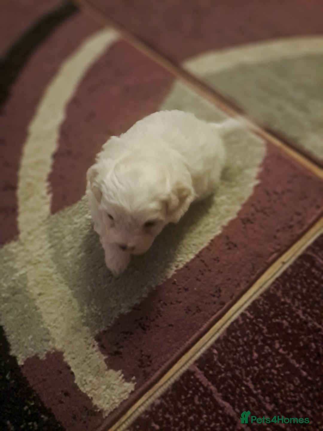 Bichon Frise dogs for sale: 4beautiful Bichon Frise puppies (3boys and 1 girl) - Advert 28