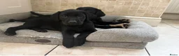 Labrador Retriever dogs for sale: Quality Kc Fully Health Tested Labrador Puppies  - Advert 8
