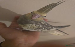 Cockatiels birds for sale: Young cockatiels for sale - Image 4