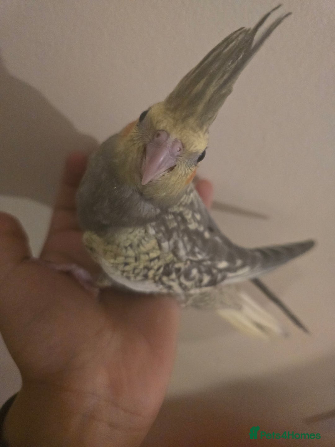 Cockatiels birds for sale: Young cockatiels for sale - Image 4