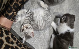 Scottish Fold cats for sale: Scottish fold kittens  - Image 8
