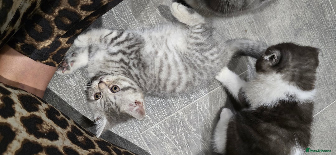 Scottish Fold cats for sale: Scottish fold kittens  - Image 8
