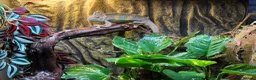 Chameleon reptiles for sale: Chameleon  in Burgess Hill - Advert 2